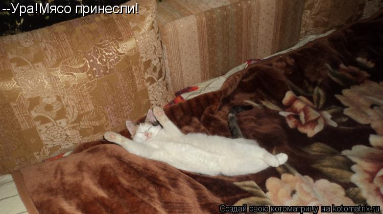--Ура!Мясо принесли!... Котоматрица: --Ура!Мясо принесли!