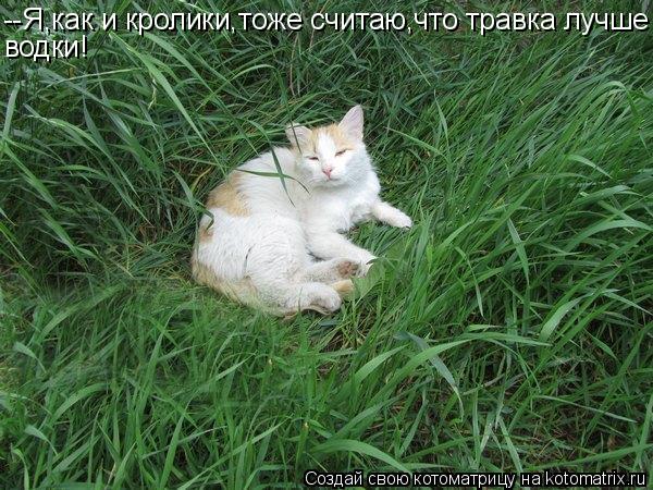--Я,как и кролики,тоже считаю,что травка лучше водки!... Котоматрица: --Я,как и кролики,тоже считаю,что травка лучше водки!
