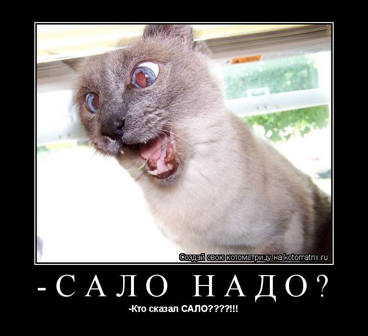 Котоматрица: -Сало надо? -Кто сказал САЛО????!!!