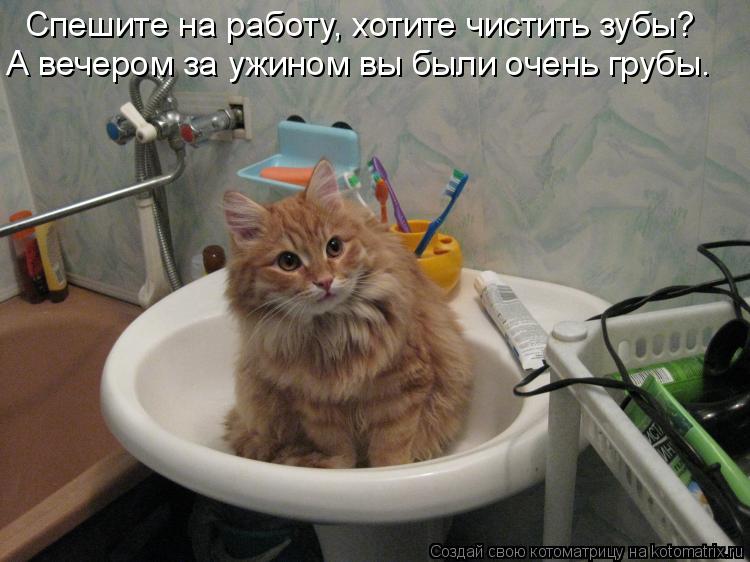 Спешите на работу, хотите чистить зубы? А вечером за ужином вы были очень грубы.... Котоматрица: Спешите на работу, хотите чистить зубы? А вечером за ужином вы были очень грубы.