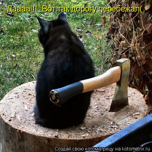 Даааа!!! Вот так дорогу перебежал(... Котоматрица: Даааа!!! Вот так дорогу перебежал(
