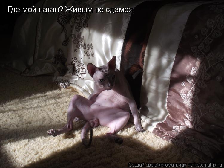Где мой наган? Живым не сдамся.... Котоматрица: Где мой наган? Живым не сдамся.