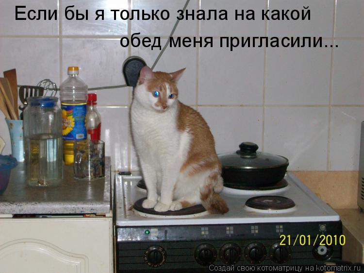 Если бы я только знала на какой обед меня пригласили...... Котоматрица: Если бы я только знала на какой обед меня пригласили...