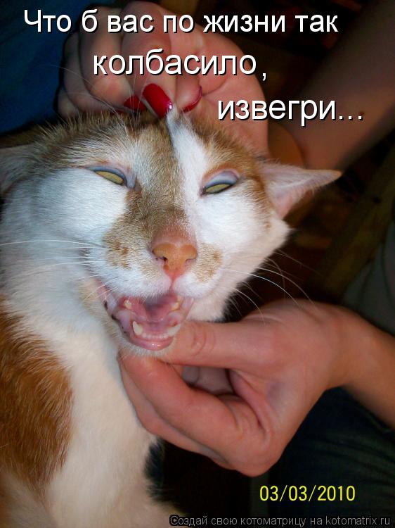 Что б вас по жизни так колбасило , извегри...... Котоматрица: Что б вас по жизни так колбасило , извегри...