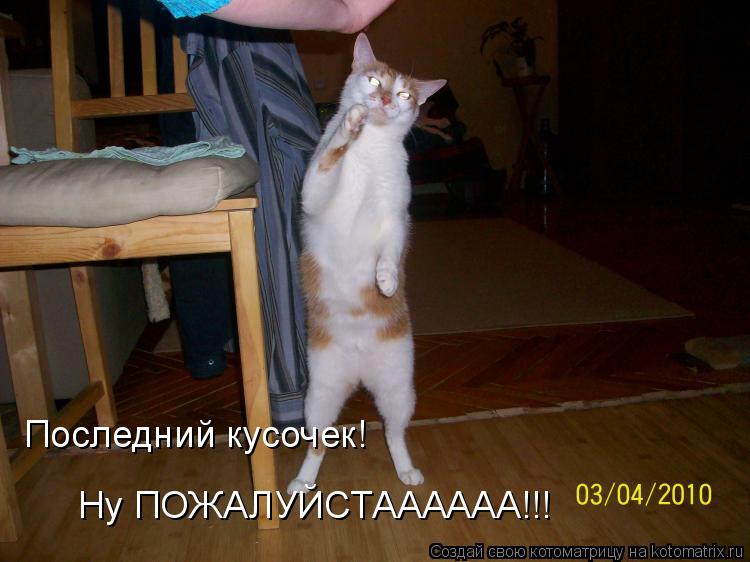 Последний кусочек! Ну ПОЖАЛУЙСТАААААА!!!... Котоматрица: Последний кусочек! Ну ПОЖАЛУЙСТАААААА!!!