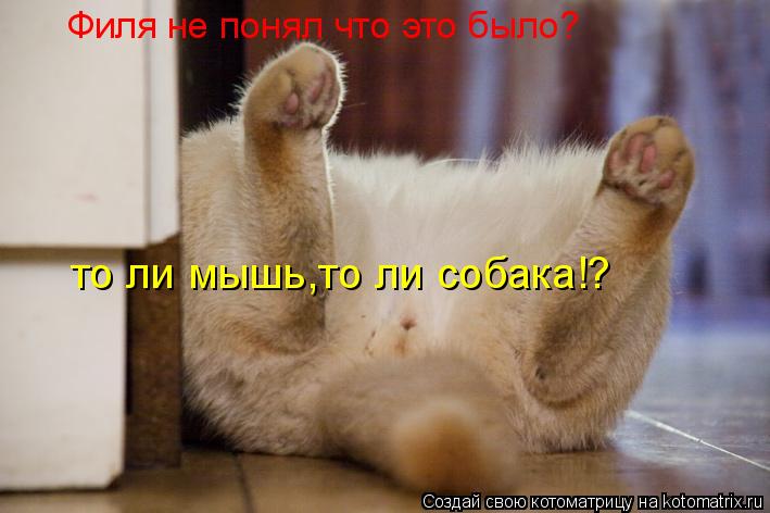 Филя не понял что это было? то ли мышь,то ли собака!?... Котоматрица: Филя не понял что это было? то ли мышь,то ли собака!?