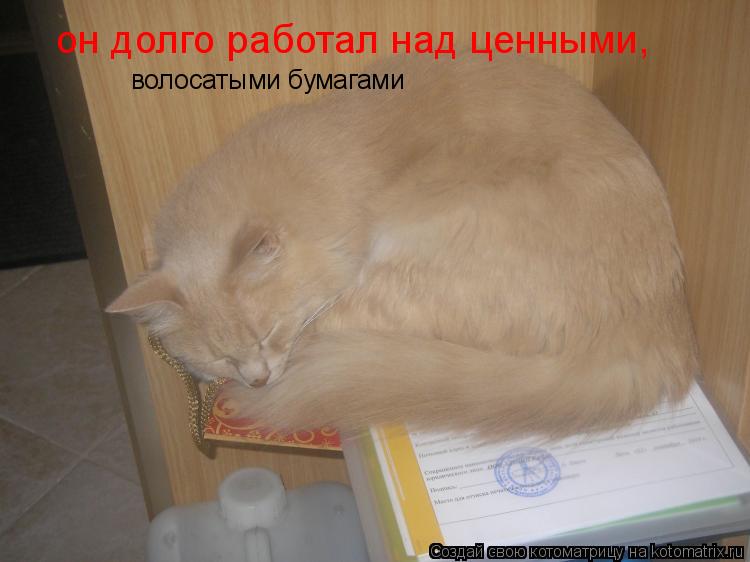 он долго работал над ценными, волосатыми бумагами... Котоматрица: он долго работал над ценными, волосатыми бумагами