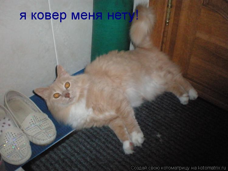 я ковер меня нету!... Котоматрица: я ковер меня нету!
