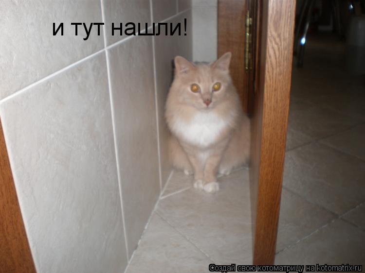 и тут нашли!... Котоматрица: и тут нашли!