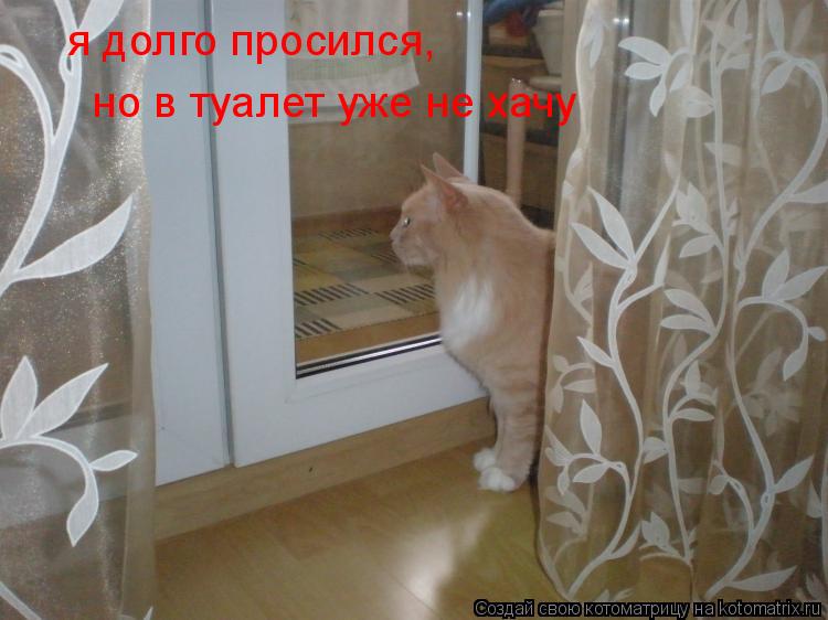 я долго просился, но в туалет уже не хачу... Котоматрица: я долго просился, но в туалет уже не хачу