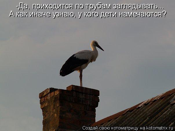 -Да, приходится по трубам заглядывать... А как иначе узнаю, у кого дети намечаются?... Котоматрица: -Да, приходится по трубам заглядывать... А как иначе узнаю, у кого дети намечаются?