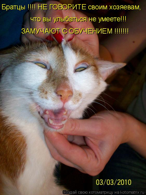 Братцы !!!! НЕ ГОВОРИТЕ своим хозяевам, что вы улыбаться не умеете!!! ЗАМУЧАЮТ С ОБУЧЕНИЕМ !!!!!!!... Котоматрица: Братцы !!!! НЕ ГОВОРИТЕ своим хозяевам, что вы улыбаться не умеете!!! ЗАМУЧАЮТ С ОБУЧЕНИЕМ !!!!!!!