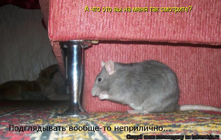 А что это вы на меня так смотрите? Подглядывать вообще-то неприлично...... Котоматрица: А что это вы на меня так смотрите? Подглядывать вообще-то неприлично...