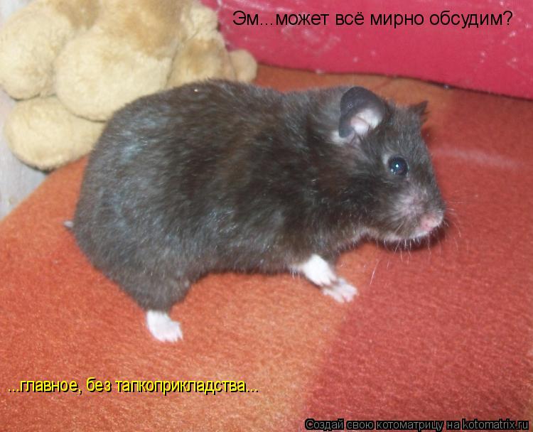 Эм...может всё мирно обсудим? ...главное, без тапкоприкладства...... Котоматрица: Эм...может всё мирно обсудим? ...главное, без тапкоприкладства...