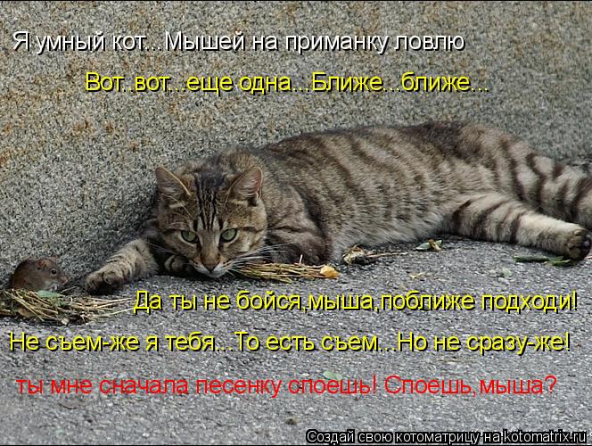 Я умный кот...Мышей на приманку ловлю Вот..вот...еще одна...Ближе...ближе... Да ты не бойся,мыша,побл... Котоматрица: Я умный кот...Мышей на приманку ловлю Вот..вот...еще одна...Ближе...ближе... Да ты не бойся,мыша,поближе подходи! Не съем-же я тебя...То есть съем...Н