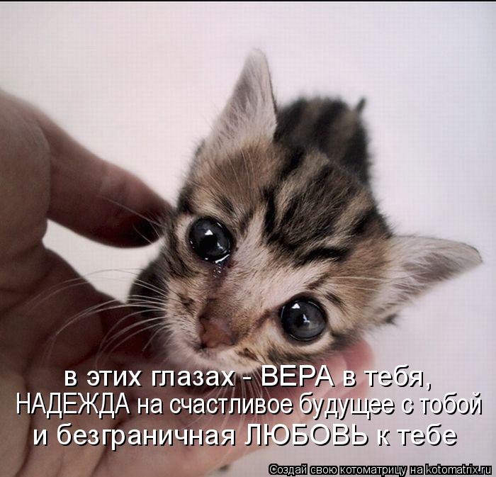 в этих глазах - ВЕРА в тебя, НАДЕЖДА на счастливое будущее с тобой и безграничная ЛЮБОВЬ к тебе... Котоматрица: в этих глазах - ВЕРА в тебя, НАДЕЖДА на счастливое будущее с тобой и безграничная ЛЮБОВЬ к тебе