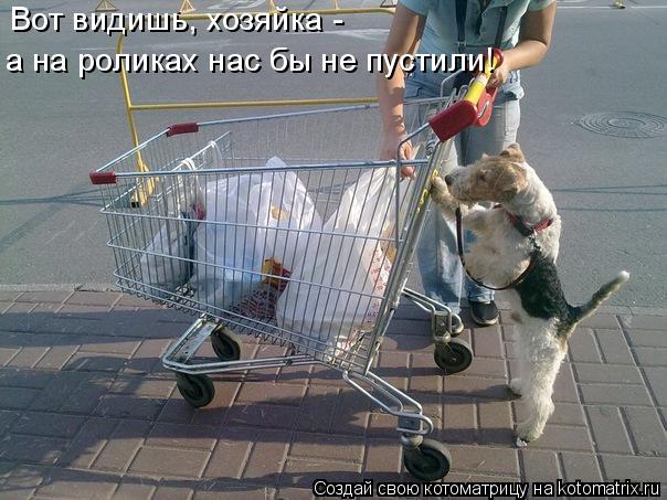Вот видишь, хозяйка - а на роликах нас бы не пустили!... Котоматрица: Вот видишь, хозяйка - а на роликах нас бы не пустили!