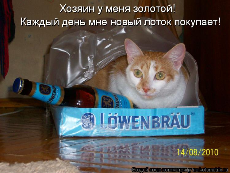Хозяин у меня золотой! Каждый день мне новый лоток покупает!... Котоматрица: Хозяин у меня золотой! Каждый день мне новый лоток покупает!