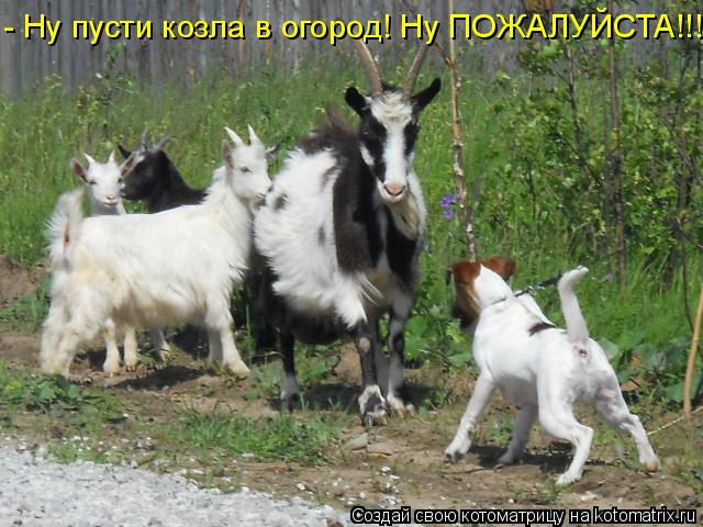 - Ну пусти козла в огород! Ну ПОЖАЛУЙСТА!!!... Котоматрица: - Ну пусти козла в огород! Ну ПОЖАЛУЙСТА!!!