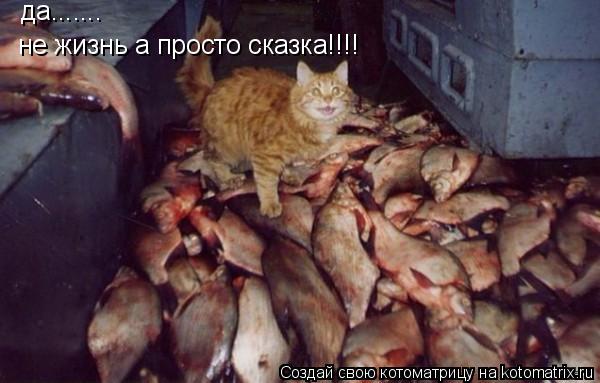 да....... не жизнь а просто сказка!!!!... Котоматрица: да....... не жизнь а просто сказка!!!!