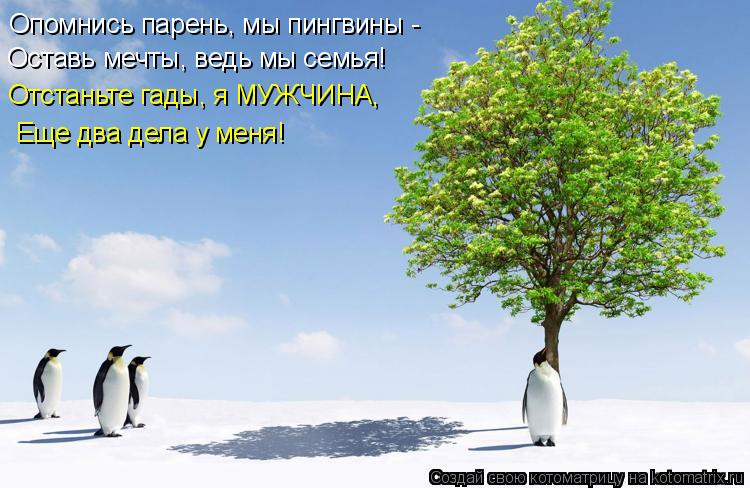 Опомнись парень, мы пингвины - Оставь мечты, ведь мы семья! Отстаньте гады, я МУЖЧИНА, Еще два де... Котоматрица: Опомнись парень, мы пингвины - Оставь мечты, ведь мы семья! Отстаньте гады, я МУЖЧИНА, Еще два дела у меня!