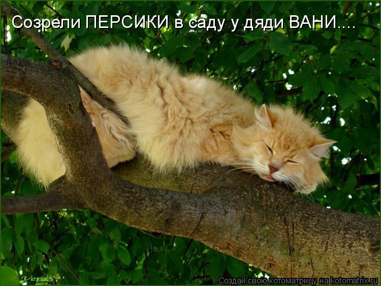 Созрели ПЕРСИКИ в саду у дяди ВАНИ....... Котоматрица: Созрели ПЕРСИКИ в саду у дяди ВАНИ....
