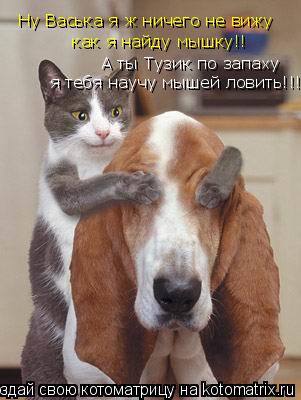 Ну Васька я ж ничего не вижу как я найду мышку!! я тебя научу мышей ловить!!! А ты Тузик по запаху... Котоматрица: Ну Васька я ж ничего не вижу как я найду мышку!! я тебя научу мышей ловить!!! А ты Тузик по запаху