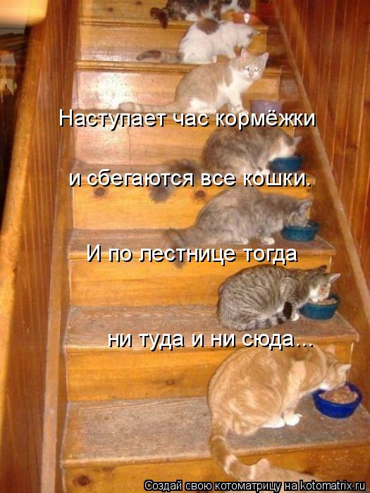 Наступает час кормёжки и сбегаются все кошки. И по лестнице тогда ни туда и ни сюда...... Котоматрица: Наступает час кормёжки и сбегаются все кошки. И по лестнице тогда ни туда и ни сюда...