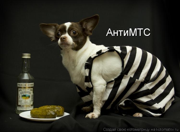 АнтиМТС... Котоматрица: АнтиМТС