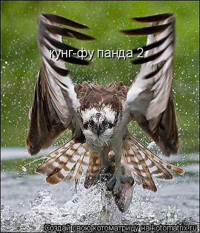 кунг-фу панда 2... Котоматрица: кунг-фу панда 2