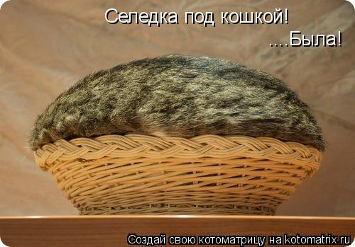 Селедка под кошкой! ....Была!... Котоматрица: Селедка под кошкой! ....Была!