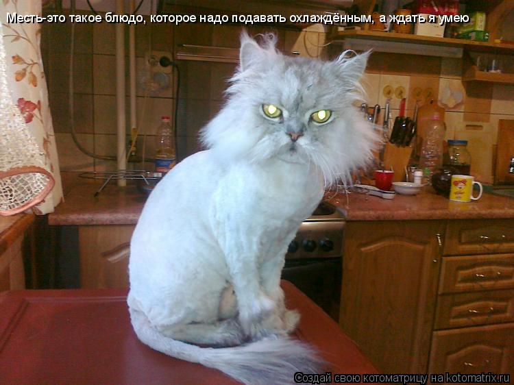Месть-это такое блюдо, которое надо подавать охлаждённым, а ждать я умею... Котоматрица: Месть-это такое блюдо, которое надо подавать охлаждённым, а ждать я умею