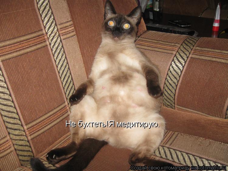 Не бухтеть!Я медитирую.... Котоматрица: Не бухтеть!Я медитирую.