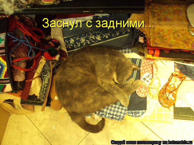 Заснул с задними...... Котоматрица: Заснул с задними...