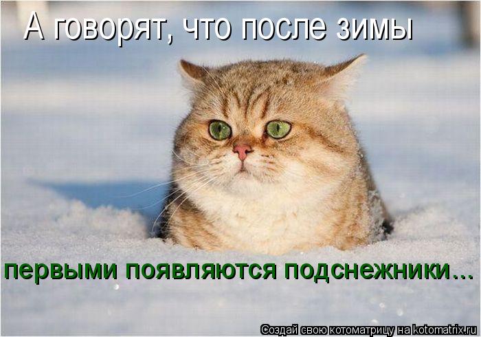 А говорят, что после зимы первыми появляются подснежники...... Котоматрица: А говорят, что после зимы первыми появляются подснежники...