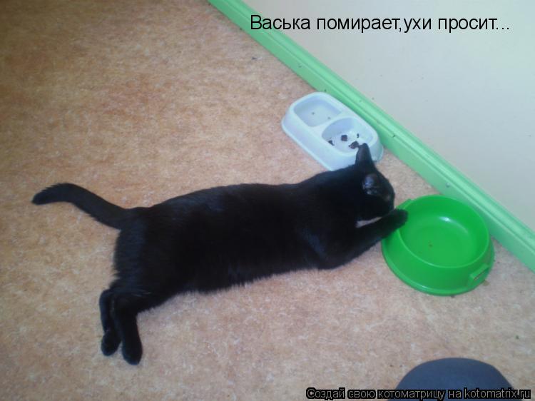 Васька помирает,ухи просит...... Котоматрица: Васька помирает,ухи просит...