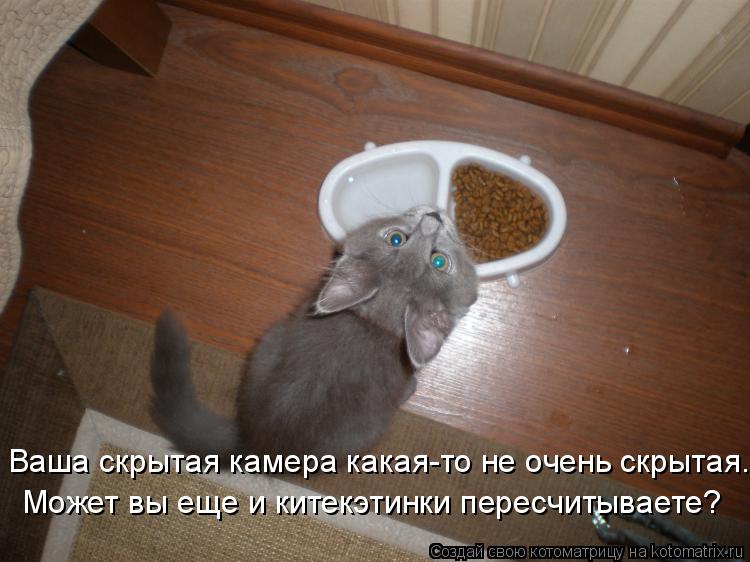 Котоматрица: Ваша скрытая камера какая-то не очень скрытая. Может вы еще и китекэтинки пересчитываете?