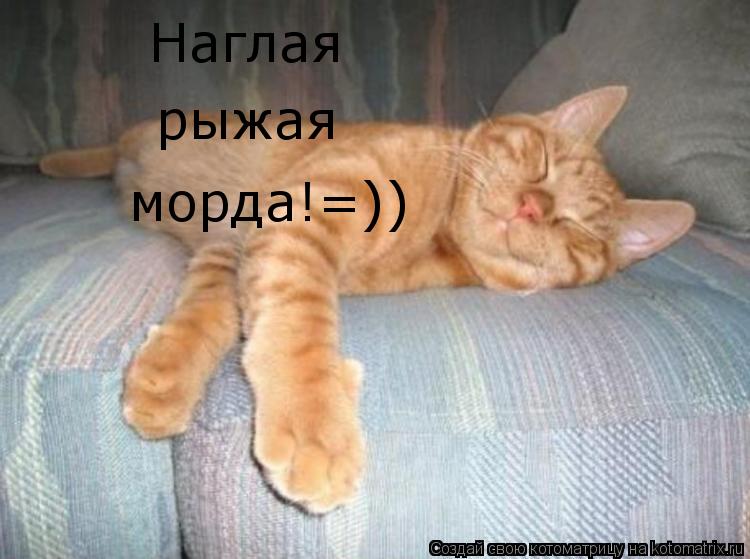 Наглая рыжая морда!=))... Котоматрица: Наглая рыжая морда!=))