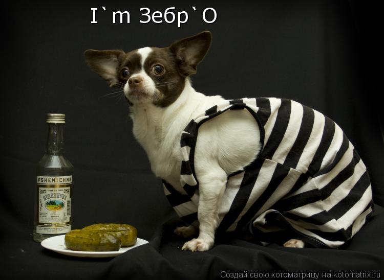 I`m Зебр`О... Котоматрица: I`m Зебр`О