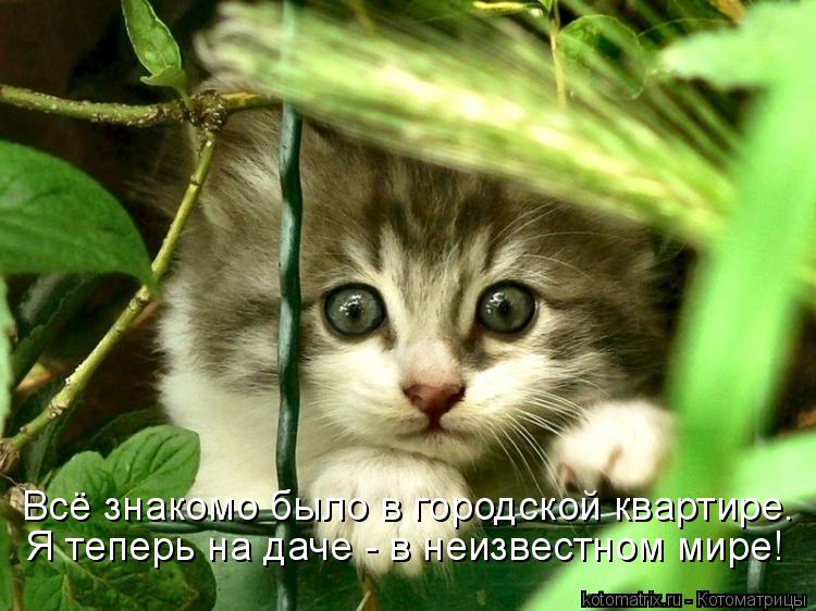 Всё знакомо было в городской квартире. Я теперь на даче - в неизвестном мире!... Котоматрица: Всё знакомо было в городской квартире. Я теперь на даче - в неизвестном мире!
