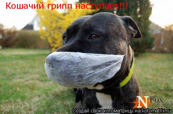 Кошачий грипп наступает!!!... Котоматрица: Кошачий грипп наступает!!!