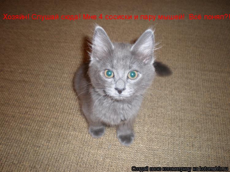 Хозяйн! Слушай сюда! Мне 4 сосиски и пару мышей! Всё понял?!... Котоматрица: Хозяйн! Слушай сюда! Мне 4 сосиски и пару мышей! Всё понял?!