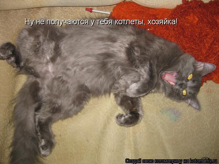Ну не получаются у тебя котлеты, хозяйка!... Котоматрица: Ну не получаются у тебя котлеты, хозяйка!