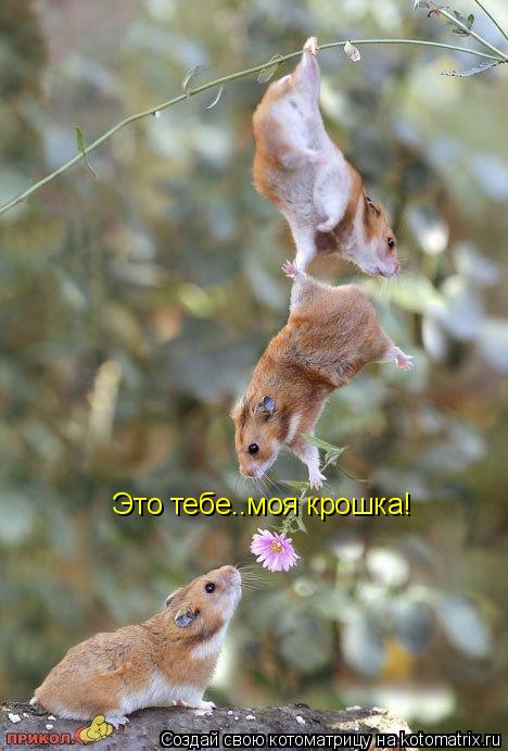 Это тебе..моя крошка!... Котоматрица: Это тебе..моя крошка!