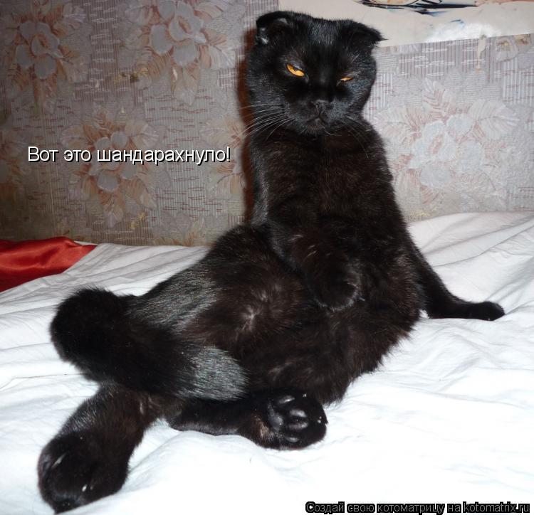 Вот это шандарахнуло!... Котоматрица: Вот это шандарахнуло!
