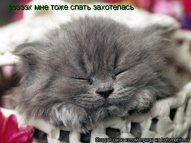 эээээх мне тоже спать захотелась... Котоматрица: эээээх мне тоже спать захотелась