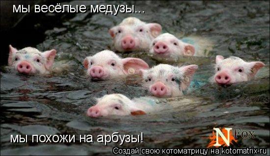 мы весёлые медузы... мы похожи на арбузы!... Котоматрица: мы весёлые медузы... мы похожи на арбузы!