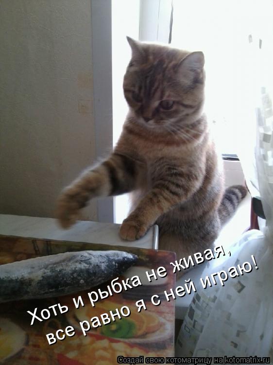 Хоть и рыбка не живая, Хоть и рыбка не живая, все равно я с ней играю!... Котоматрица: Хоть и рыбка не живая, Хоть и рыбка не живая, все равно я с ней играю!
