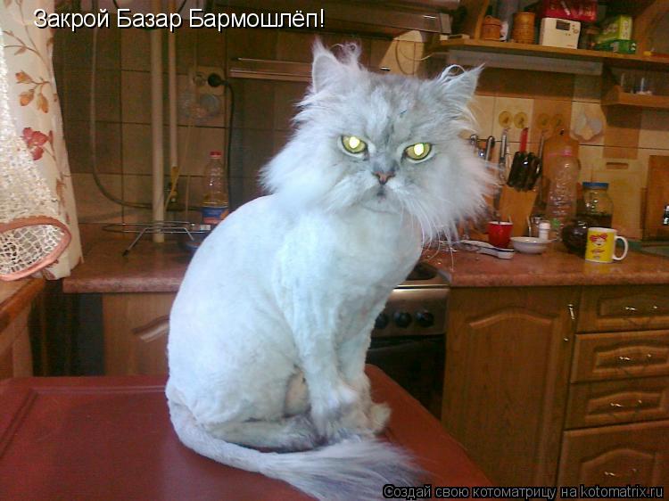 Закрой Базар Бармошлёп Закрой Базар Бармошлёп!... Котоматрица: Закрой Базар Бармошлёп Закрой Базар Бармошлёп!