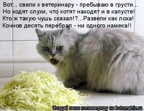Вот... свели к ветеринару - пребываю в грусти... Но ходят слухи, что котят находят и в капусте! Кто ж... Котоматрица: Вот... свели к ветеринару - пребываю в грусти... Но ходят слухи, что котят находят и в капусте! Кто ж такую чушь сказал!?...Развели как лоха! Кочно